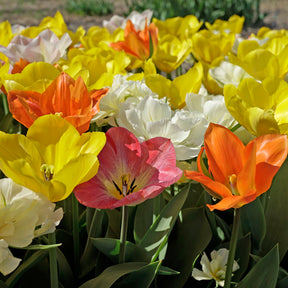 Prosecco Tulips
