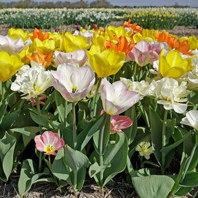 Prosecco Tulips