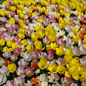 Prosecco Tulips