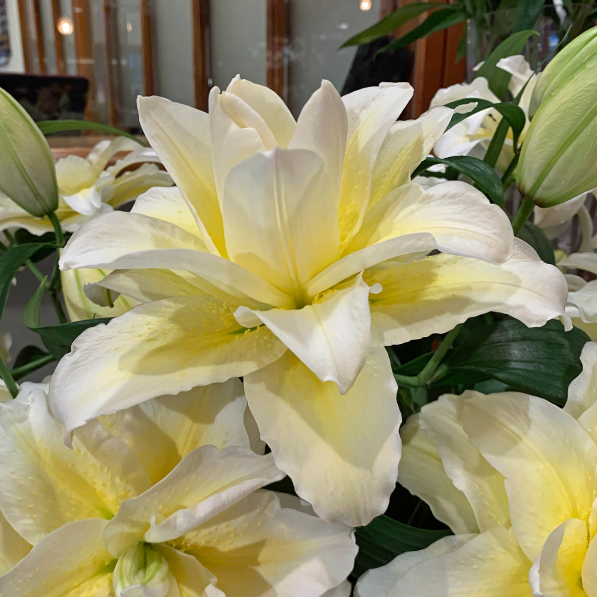 Lilium Roselily Ludwina