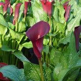 Zantedeschia Valentine