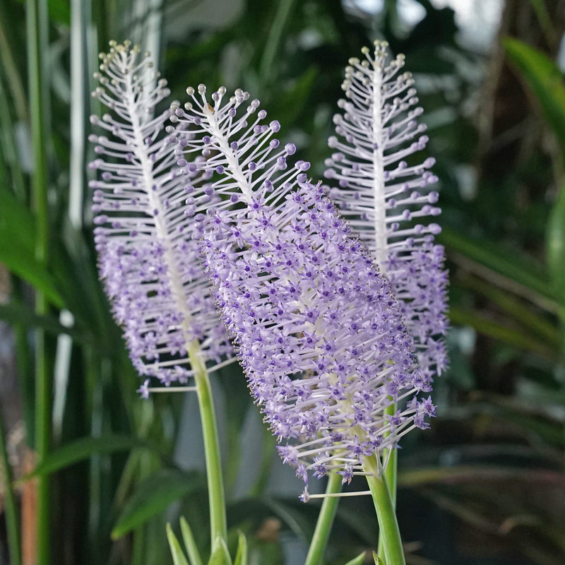 Scilla Madeirensis