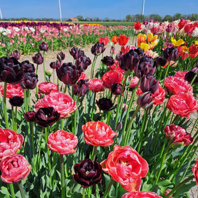 Product picture of Tulip Simply Lovely Mix