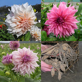 Dahlia Bundle The Cafés