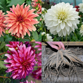 Dahlia The Galleries