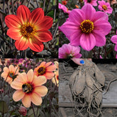 Dahlie Happy Singles