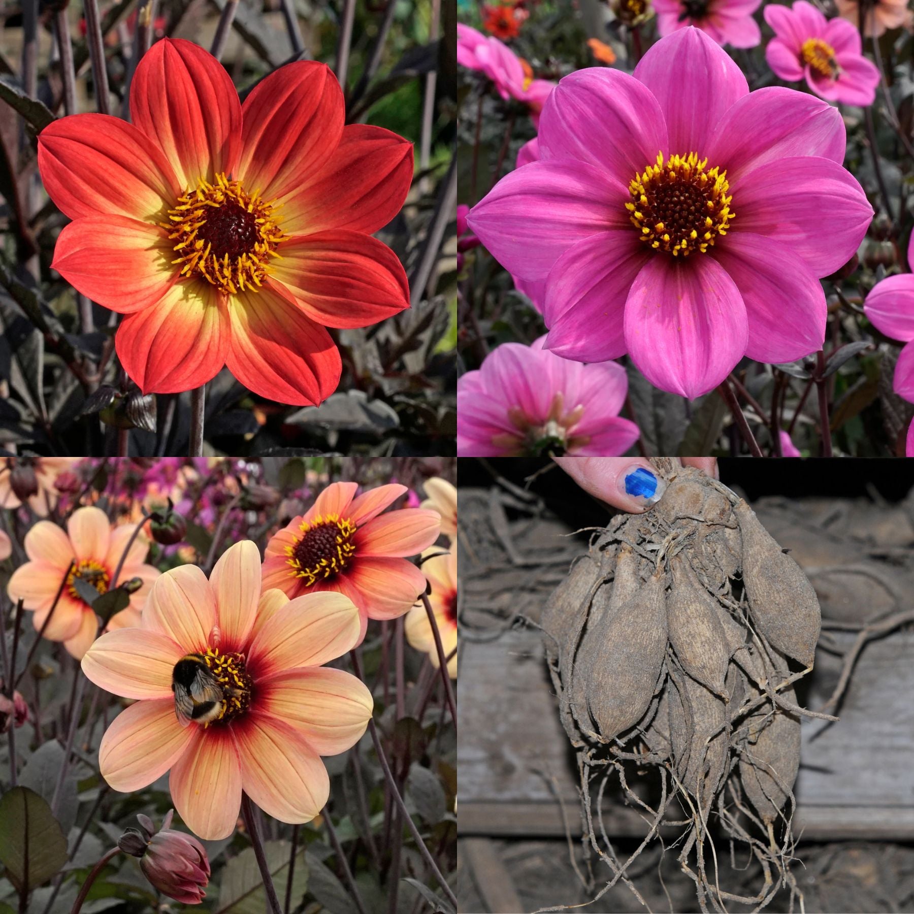 Dahlie Happy Singles