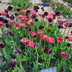 Product picture of Tulip Simply Lovely Mix