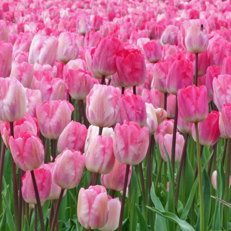 Tulpen