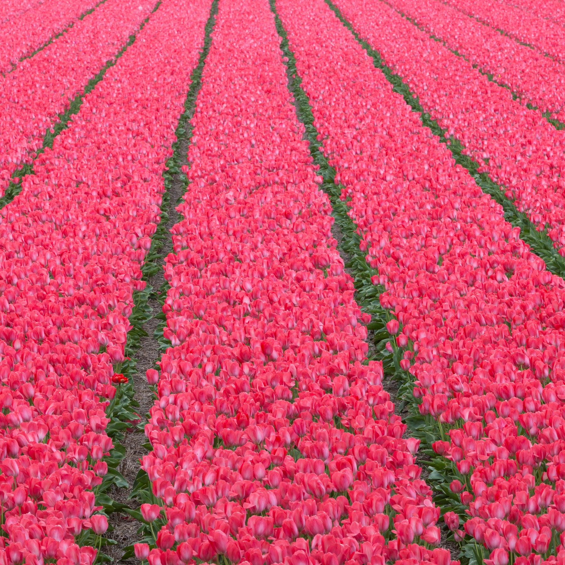 Van Eijk