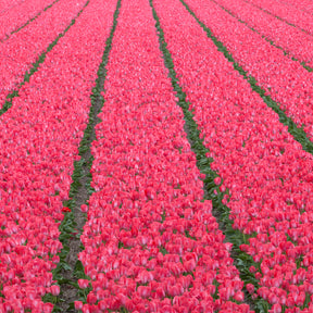 Van Eijk