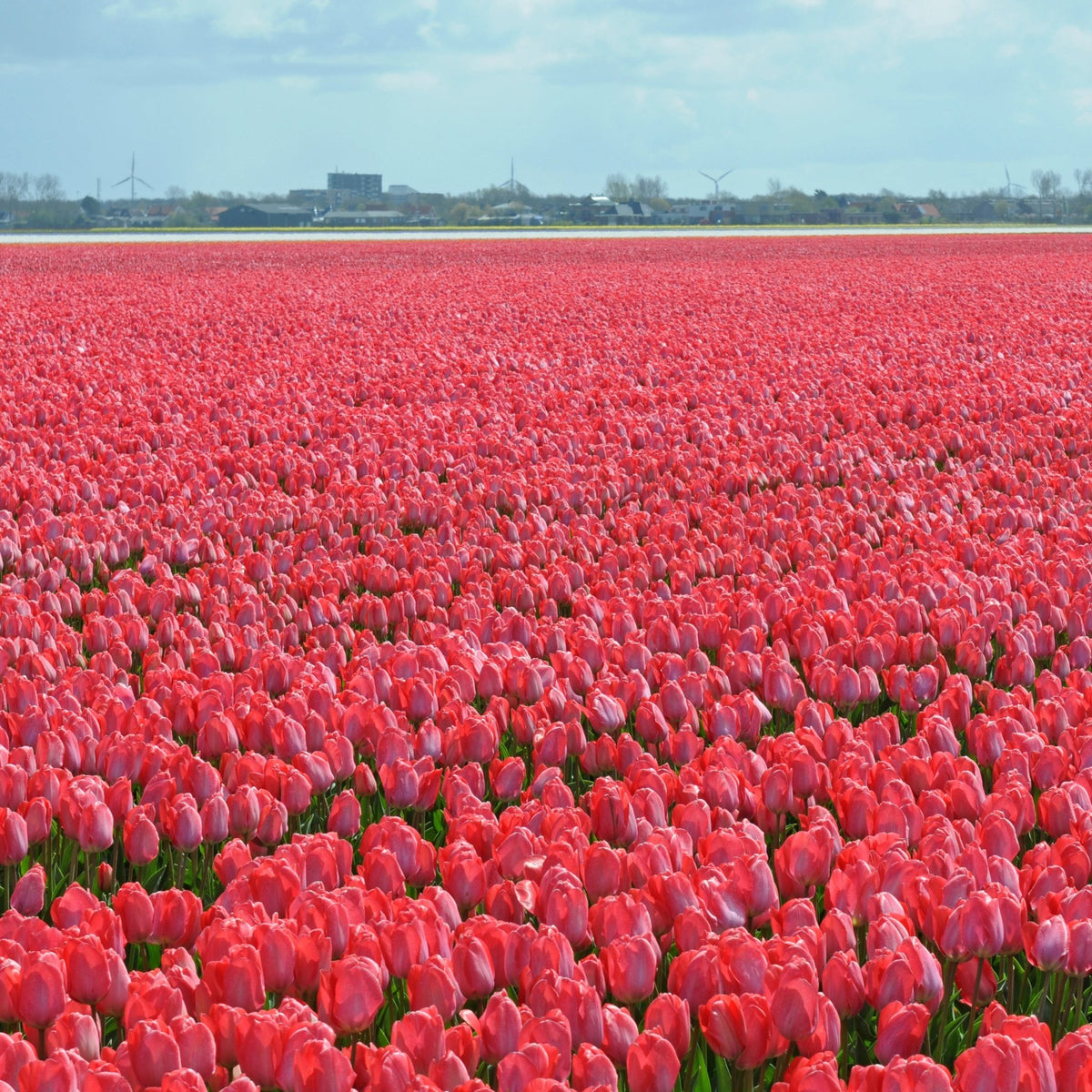 Van Eijk