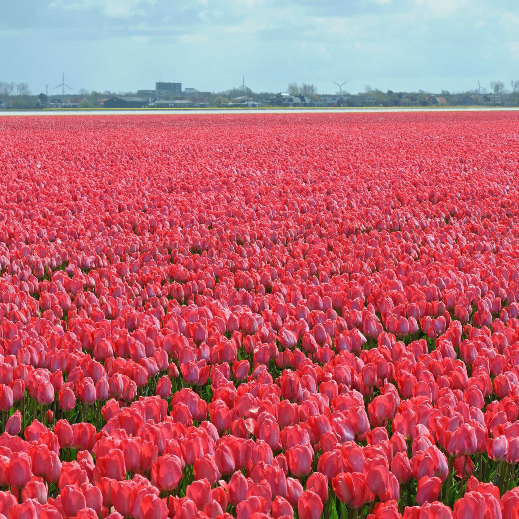 Van Eijk