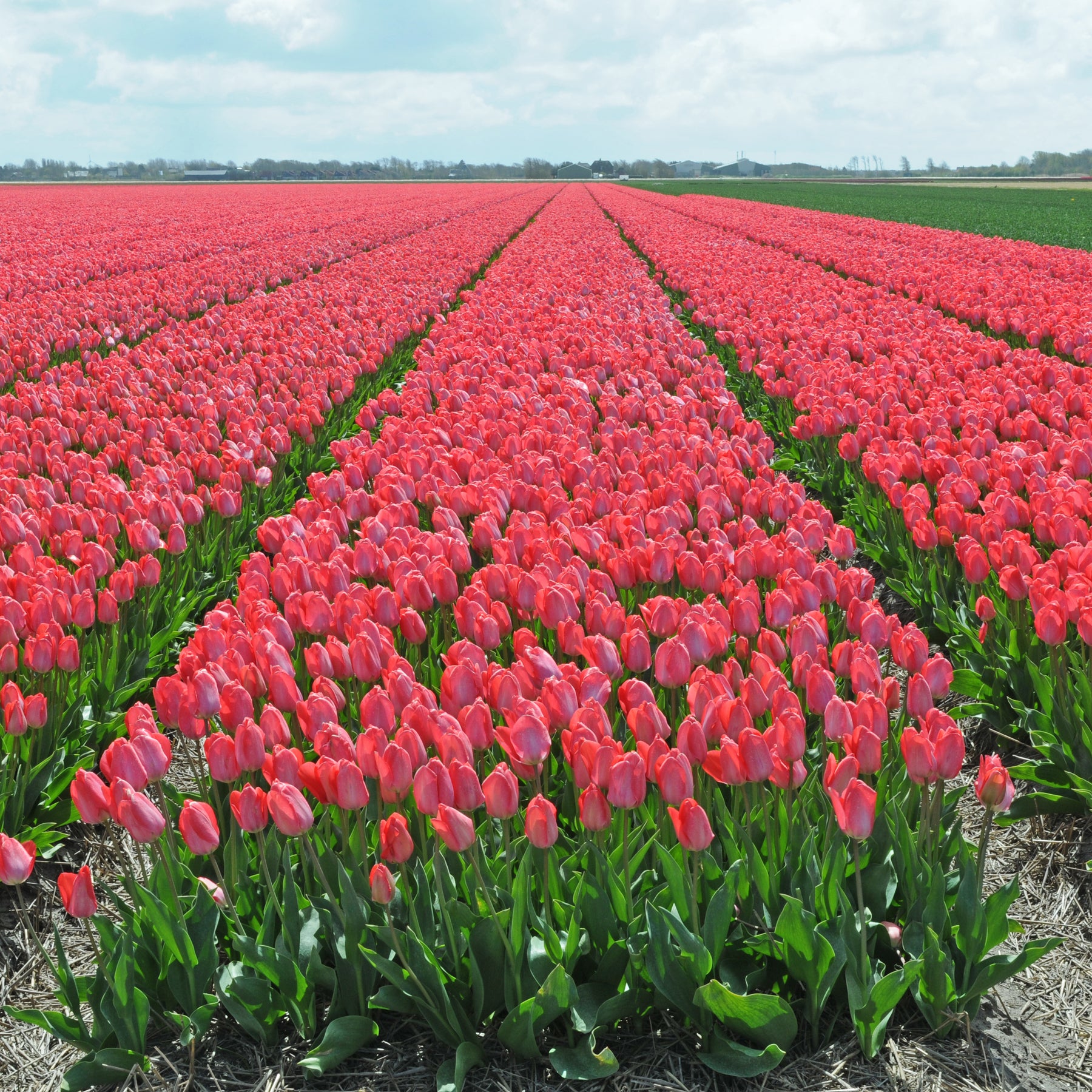 Van Eijk