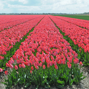 Van Eijk