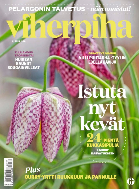 Viherpiha
