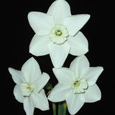 White Spring