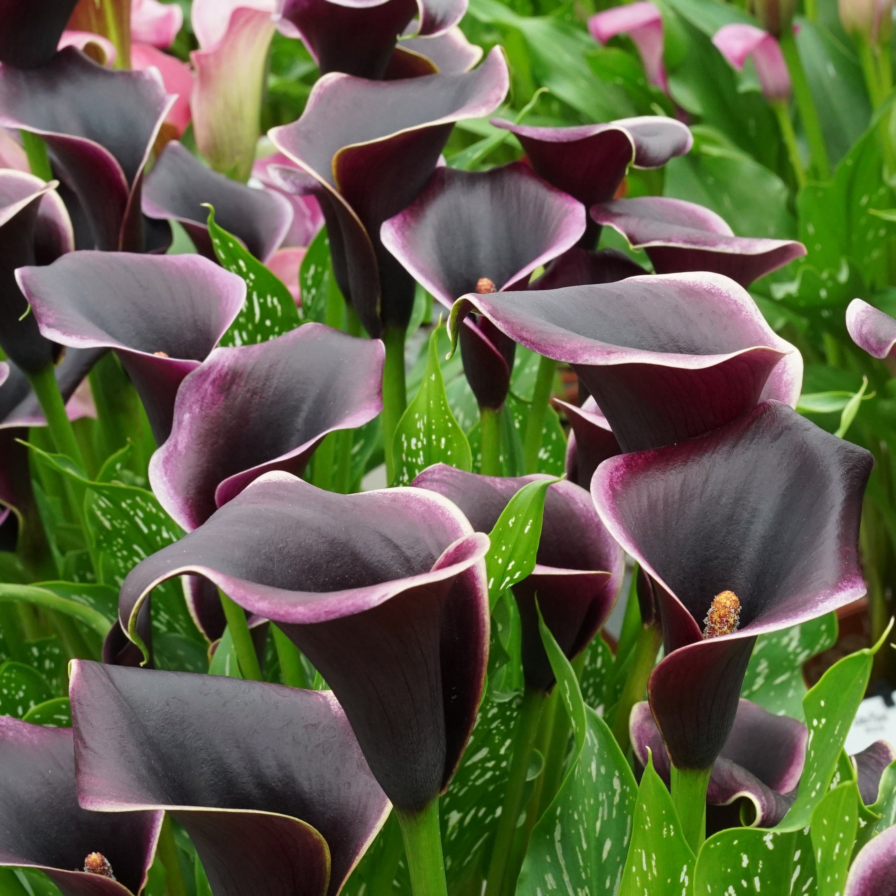 Zantedeschia Dubai Nights