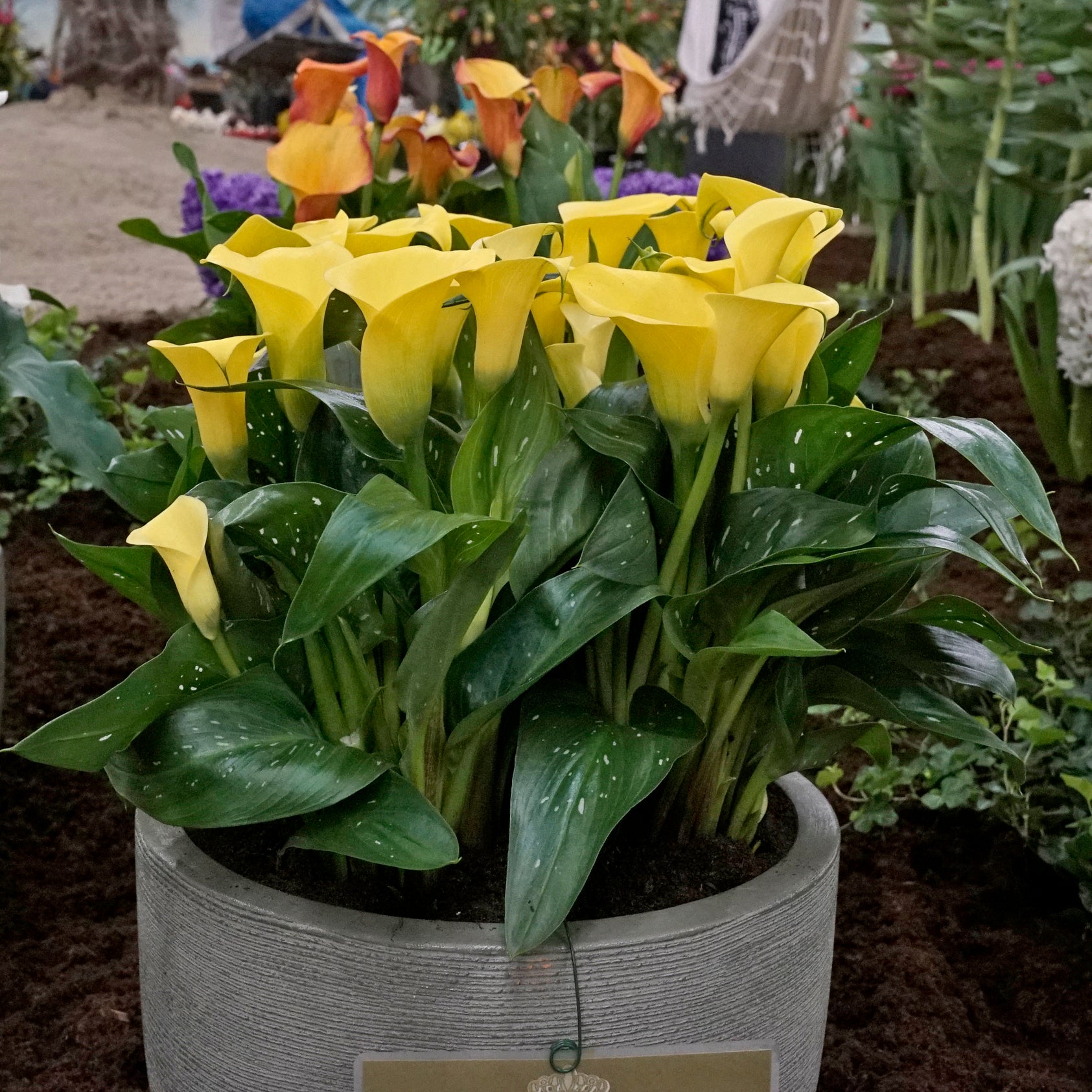 Zantedeschia kaufen 3 Knollen pro Packung Fluwel