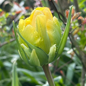 Akebono - Tulips - Fluwel