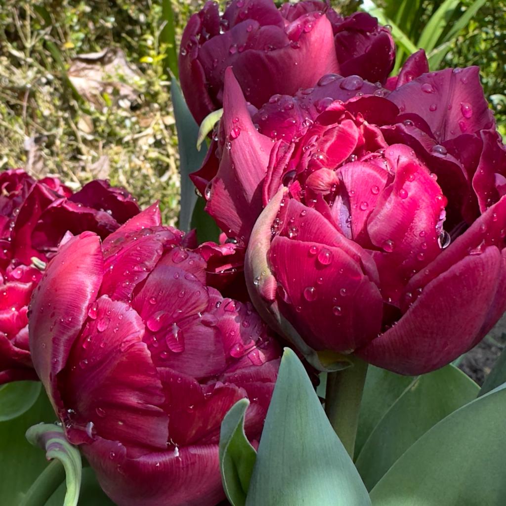 Alison Bradley - Tulips - Fluwel