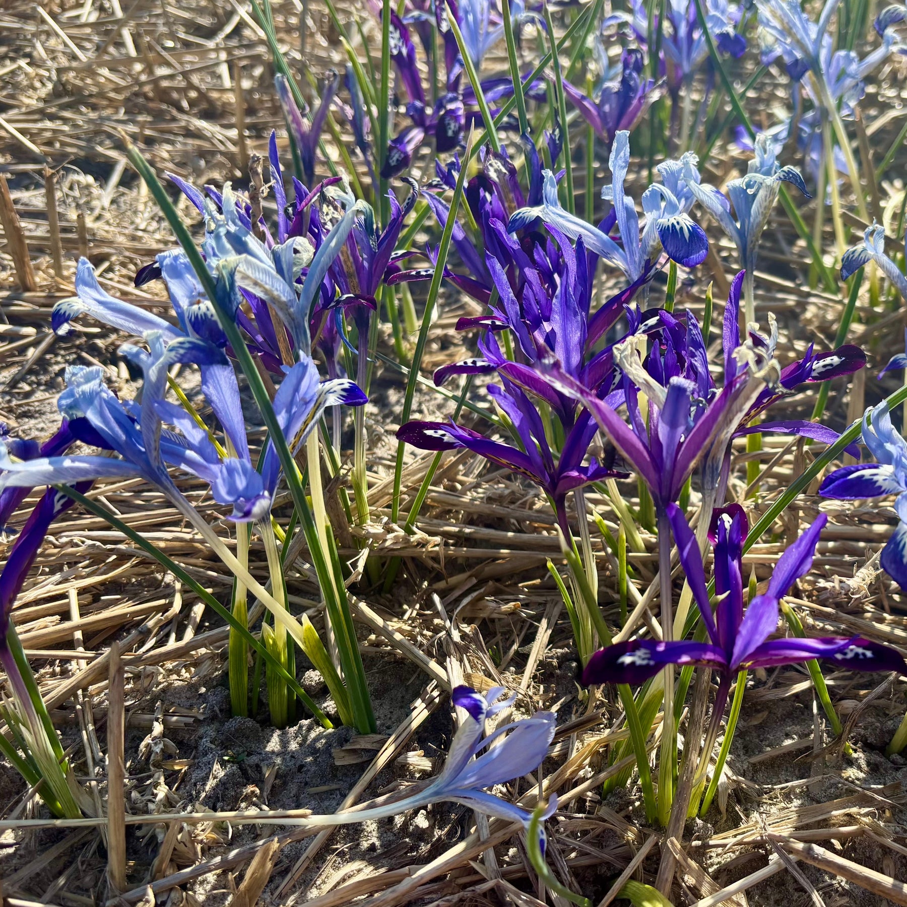 All Aflutter™ - Mixes - Fluwel