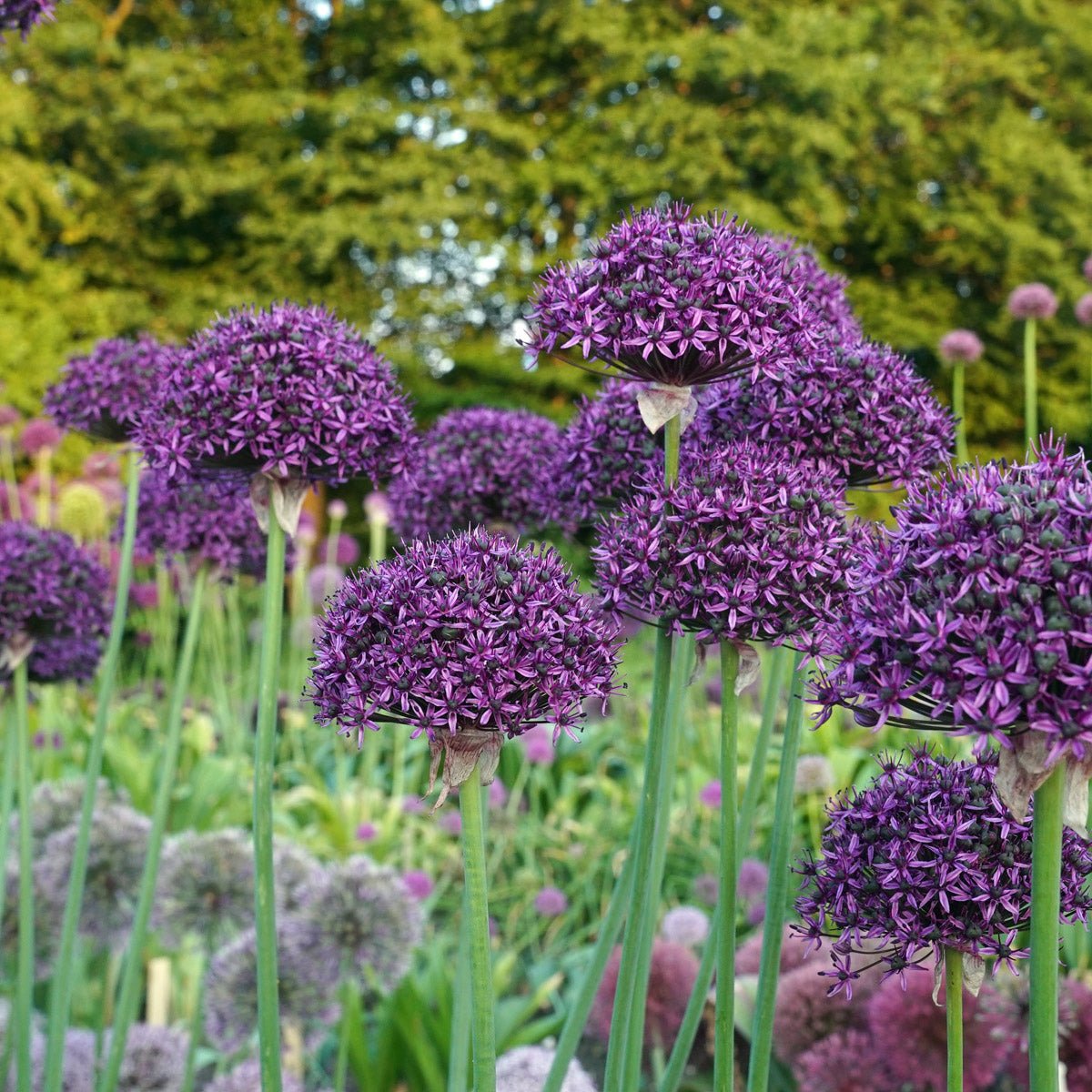 Allium Chicago - Alliums - Fluwel