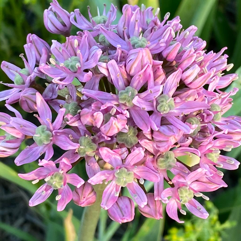 Allium Pink Jewel - roze allium - Fluwel