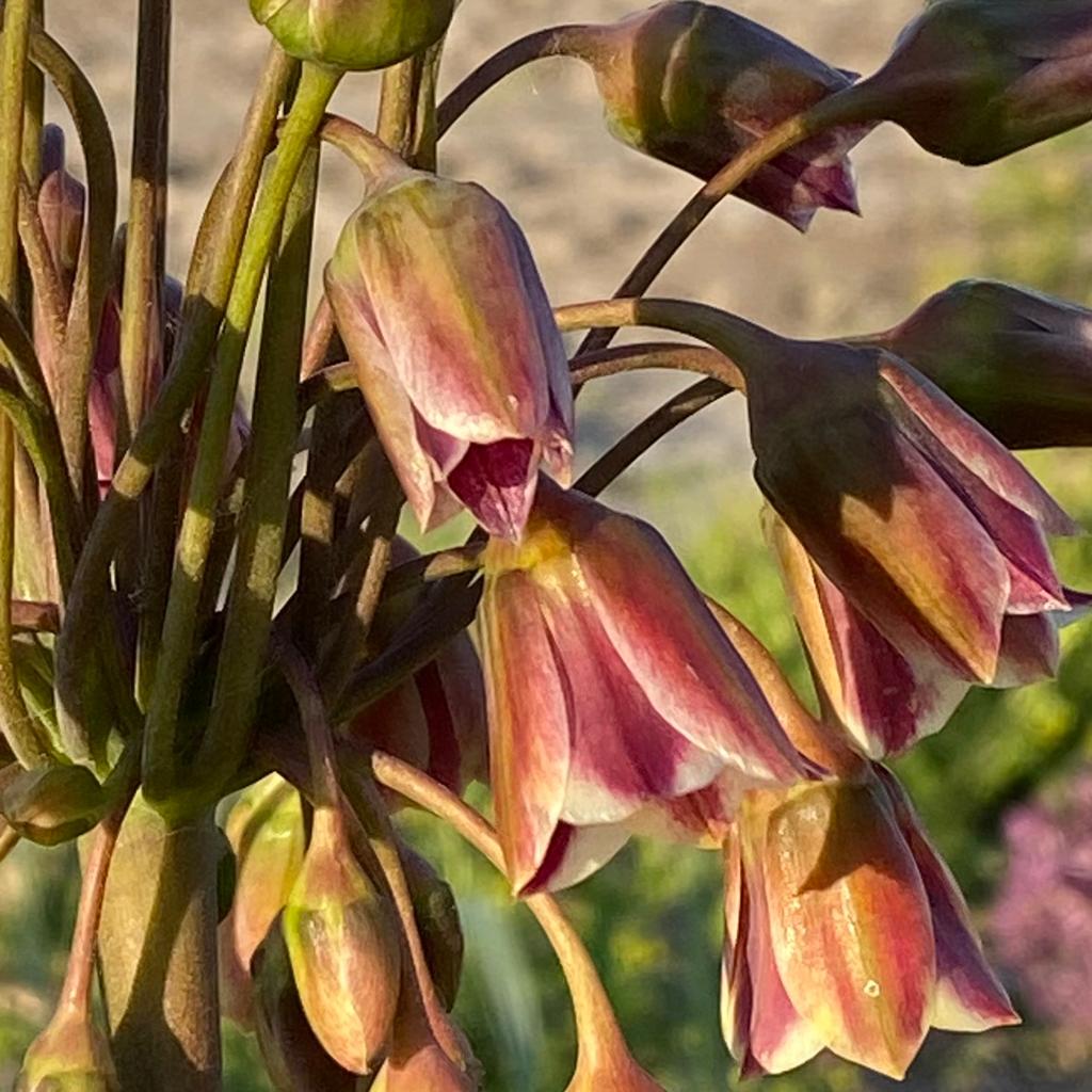 Allium siculum - roze allium - Fluwel