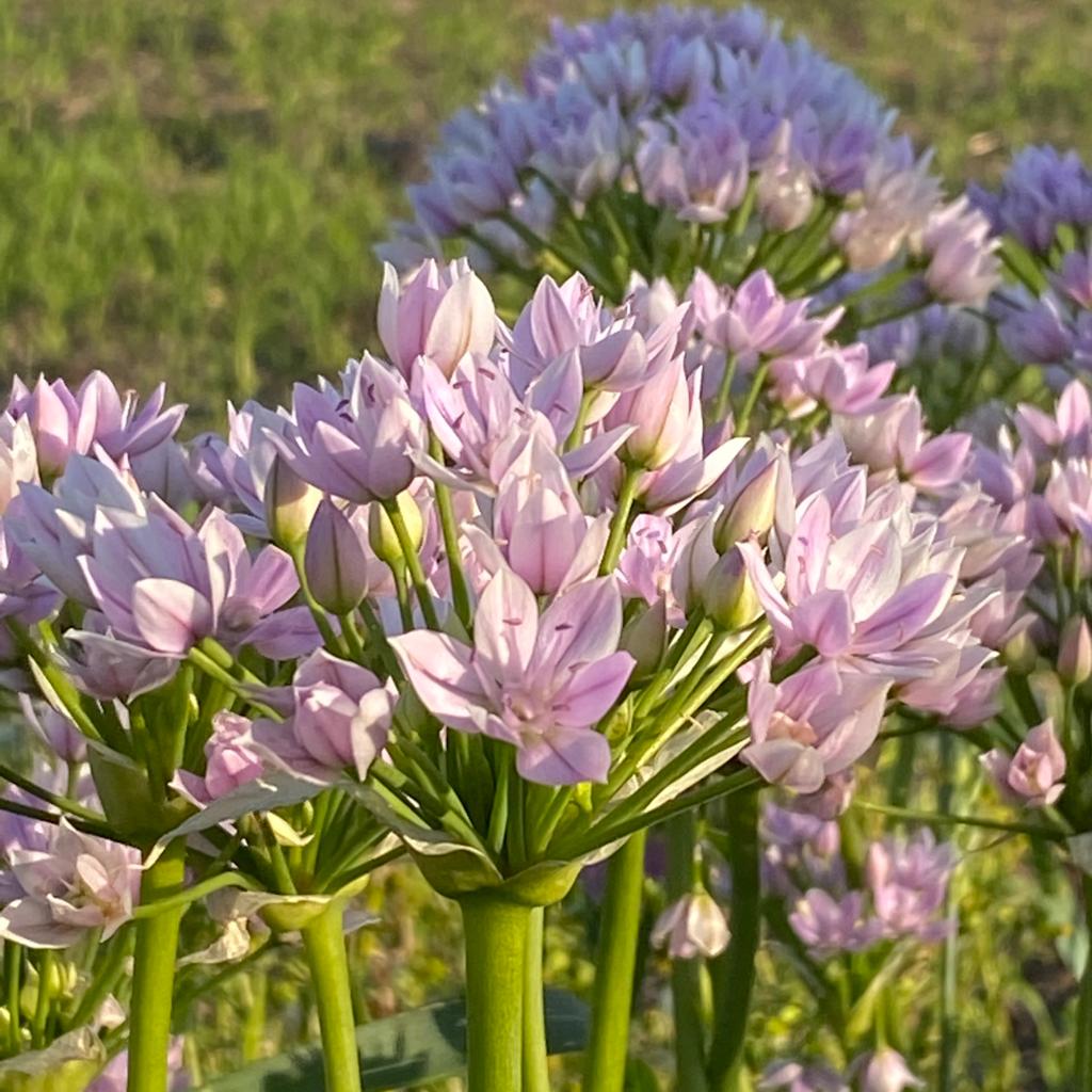 Allium unifolium - lila allium - Fluwel