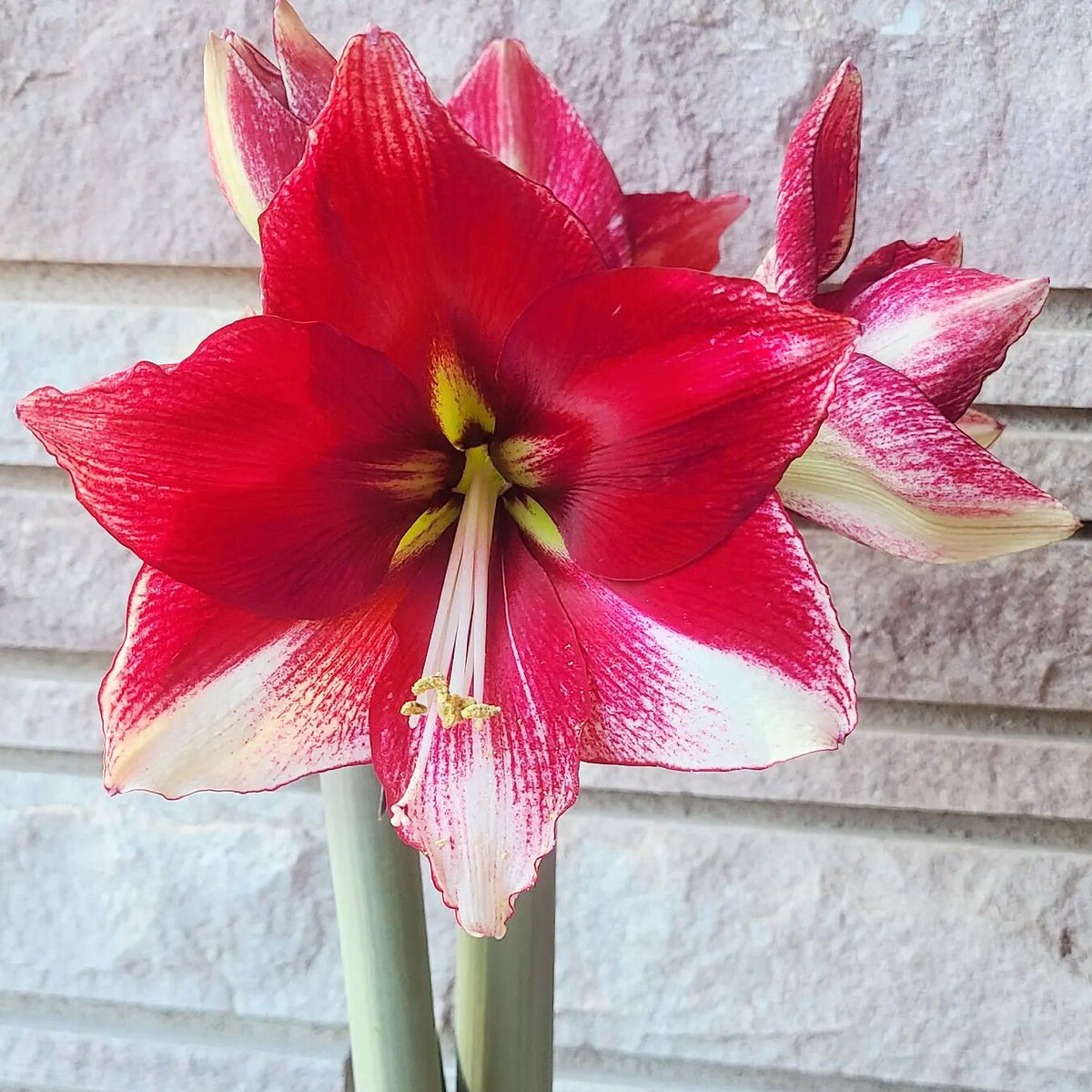 Amaryllis American Dream - Amaryllis - Fluwel
