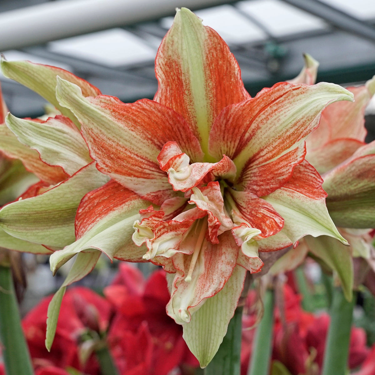 Amaryllis Bentley - Amaryllis - Fluwel