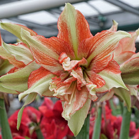 Amaryllis Bentley - Amaryllis - Fluwel