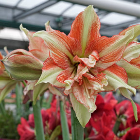 Amaryllis Bentley - Amaryllis - Fluwel