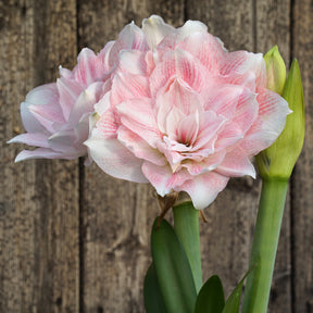 Amaryllis Candy Belle - Amaryllis - Fluwel