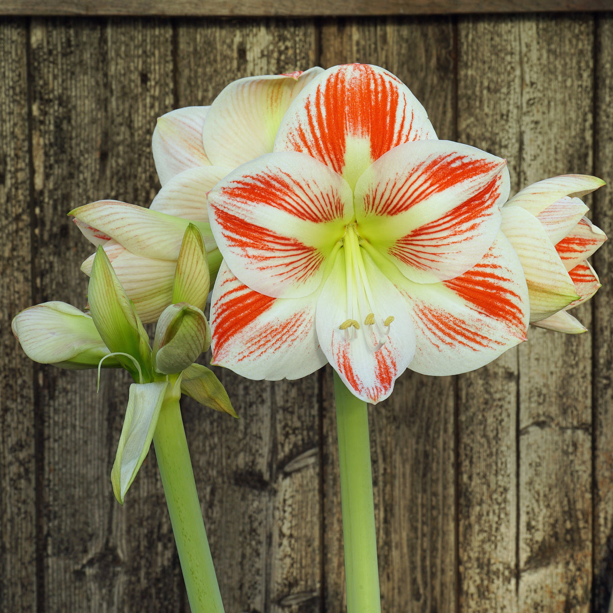 Amaryllis Caramba - Amaryllis - Fluwel