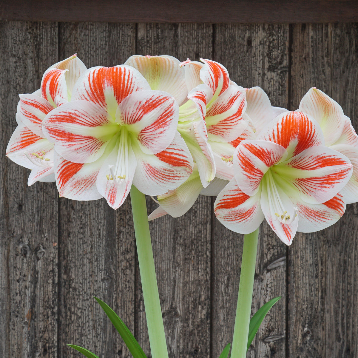 Amaryllis Caramba - Amaryllis - Fluwel