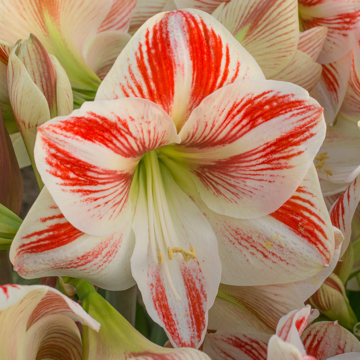Amaryllis Caramba - Amaryllis - Fluwel