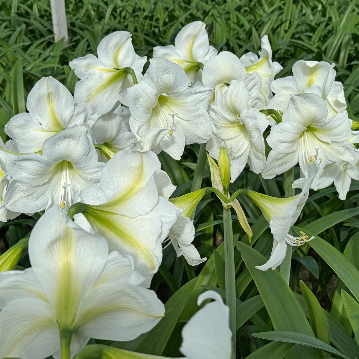 Amaryllis Casablanca - Amaryllis - Fluwel