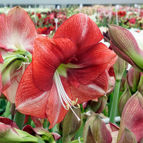 Amaryllis Coral Flame - Amaryllis - Fluwel