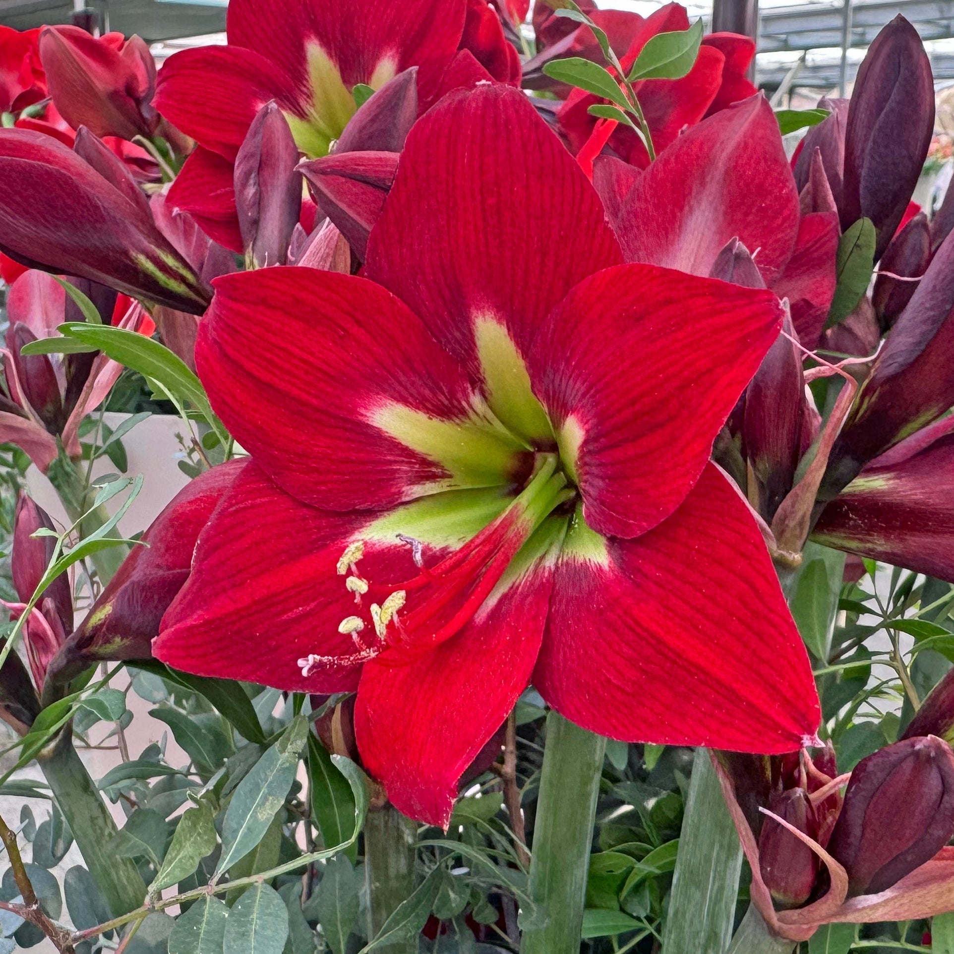 Amaryllis Ibiza - rode amaryllis - Fluwel
