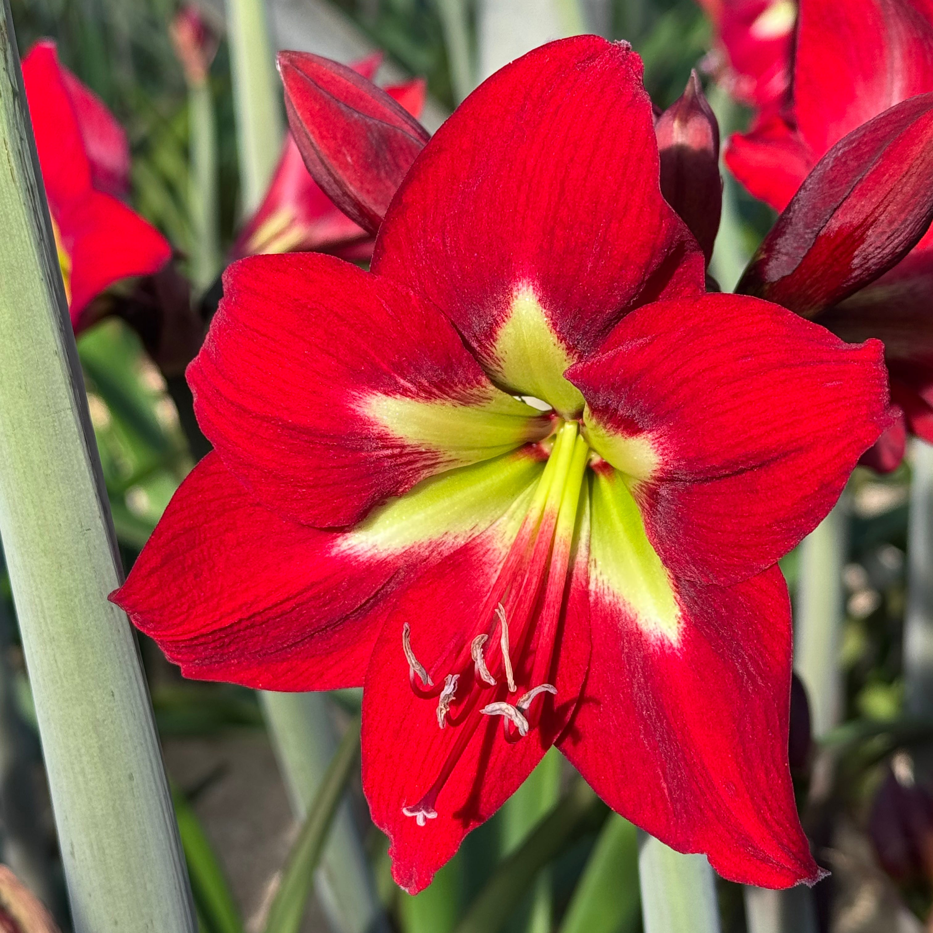 Amaryllis Ibiza - rode amaryllis - Fluwel