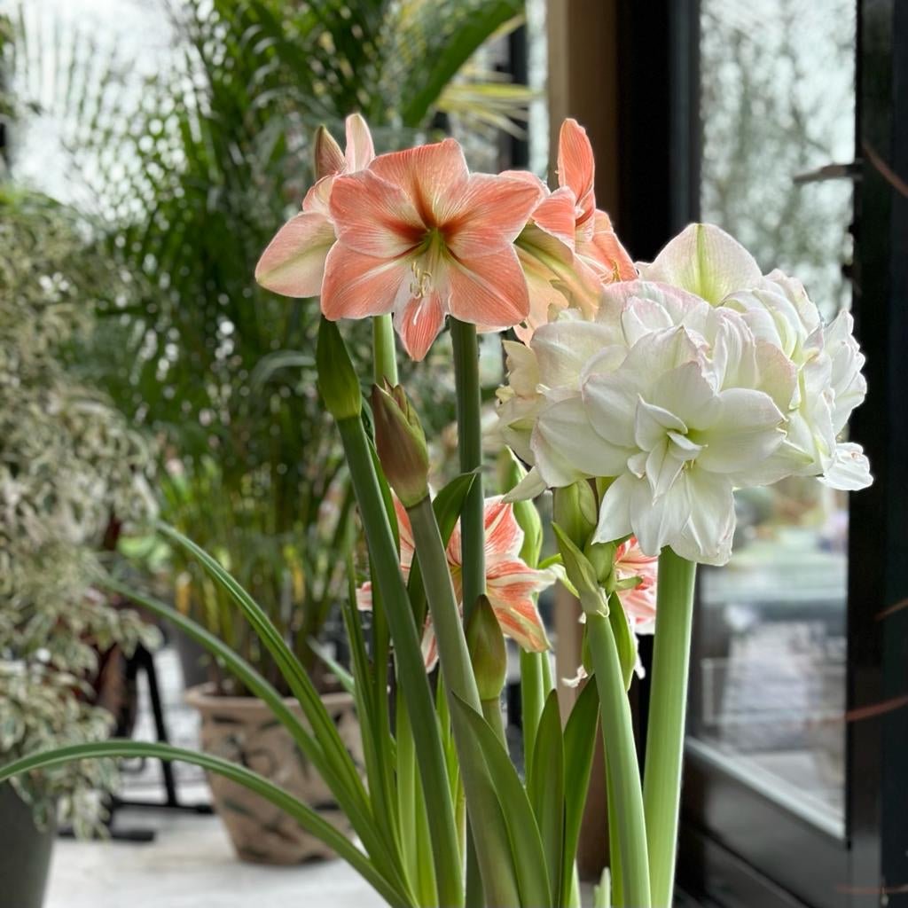 Amaryllis kransje - meerkleurige amaryllis - Fluwel