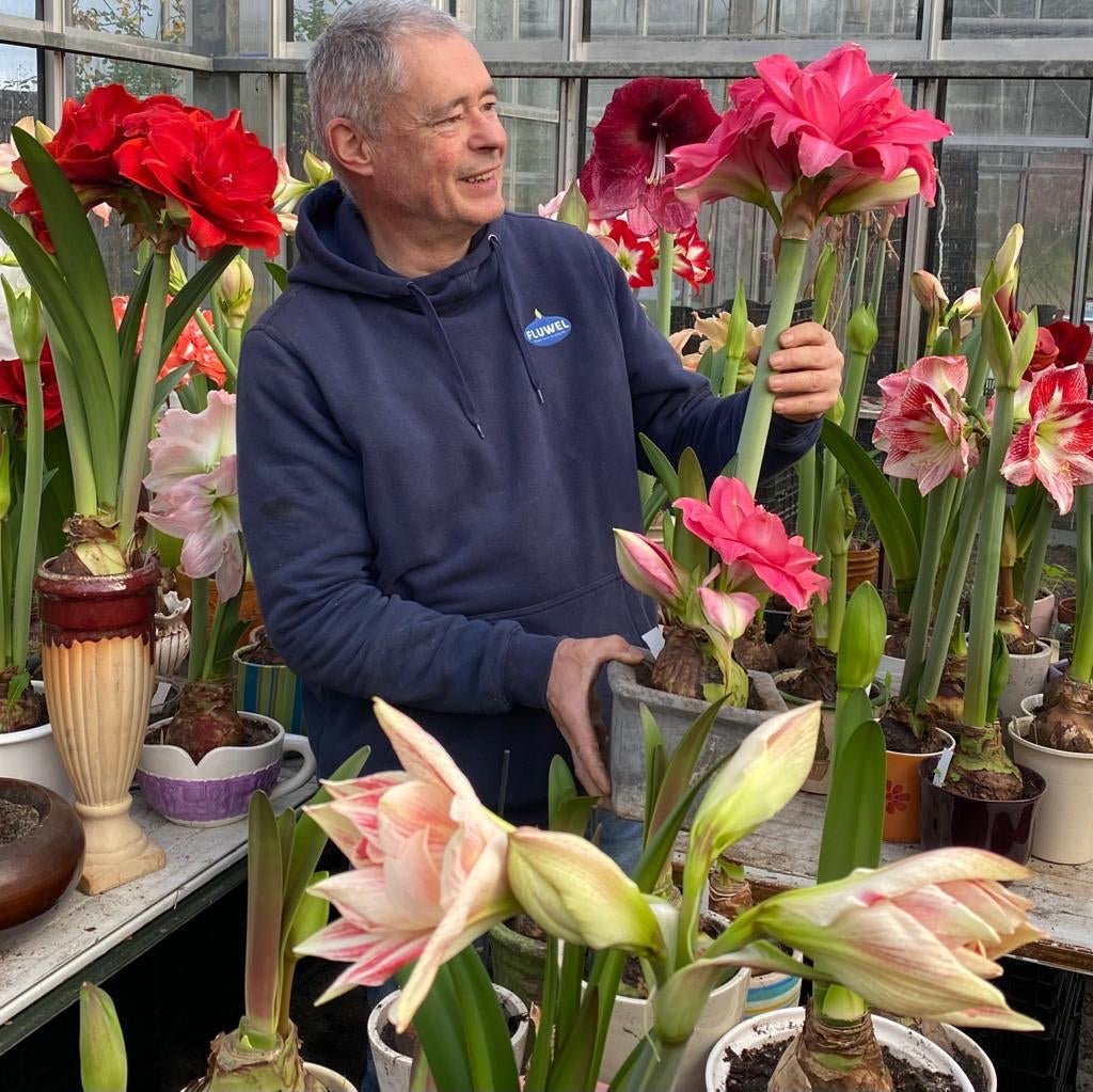 Amaryllis kransje - meerkleurige amaryllis - Fluwel