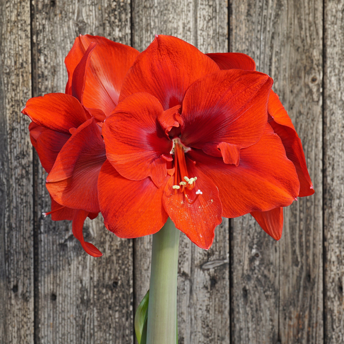 Amaryllis Lion King - Amaryllis - Fluwel
