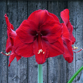 Amaryllis Nr. 1250 - Amaryllis - Fluwel