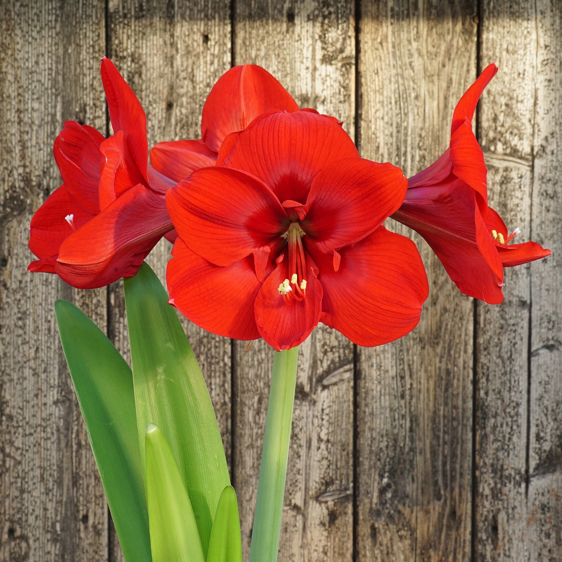 Amaryllis Nr. 15 - 01 - Amaryllis - Fluwel