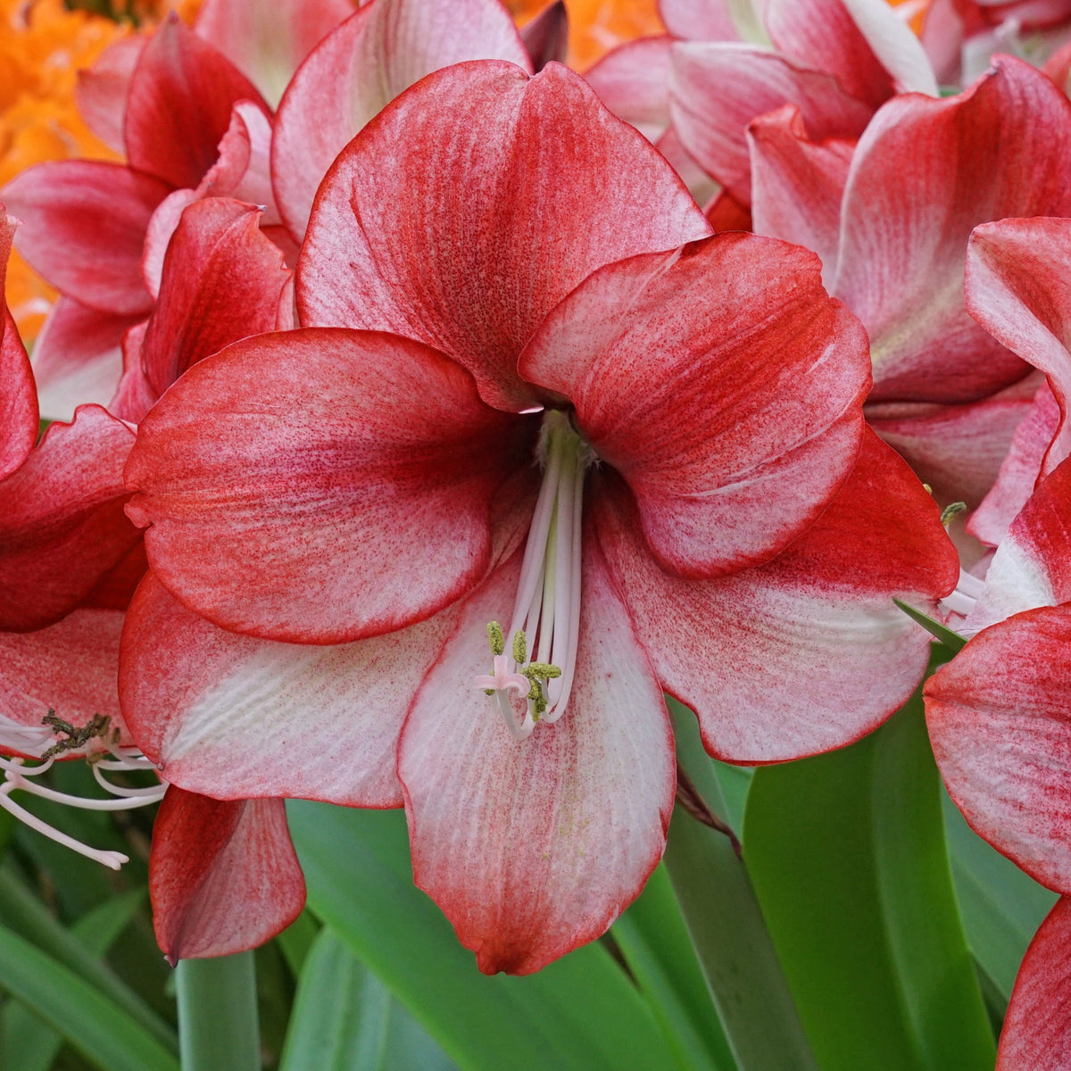 Amaryllis Passie Dream - rode amaryllis - Fluwel