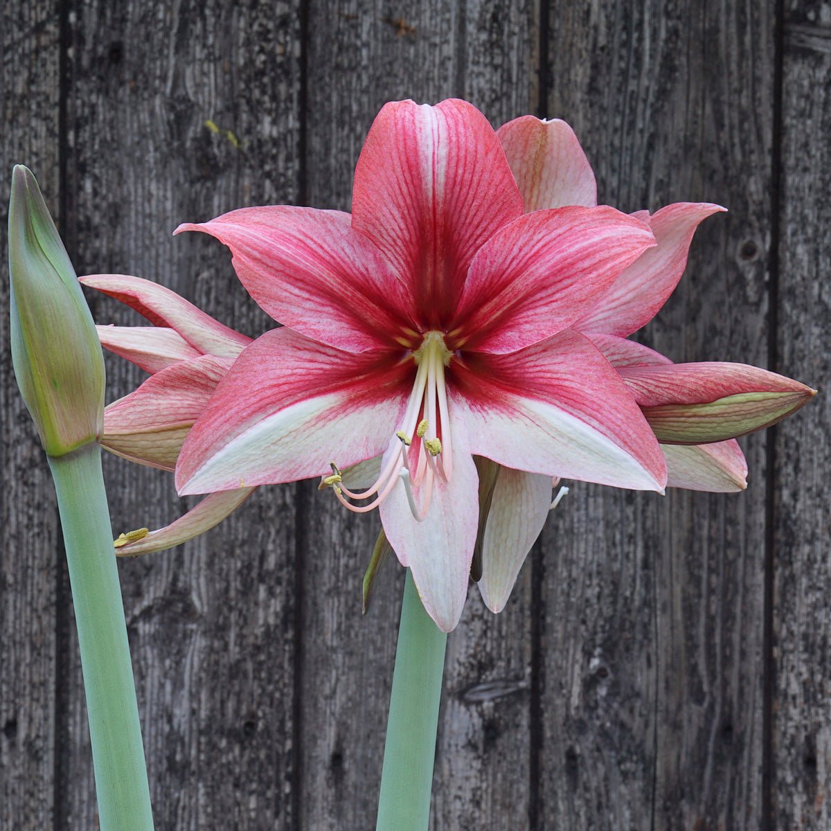 Amaryllis Pink Amazone - meerkleurige amaryllis - Fluwel