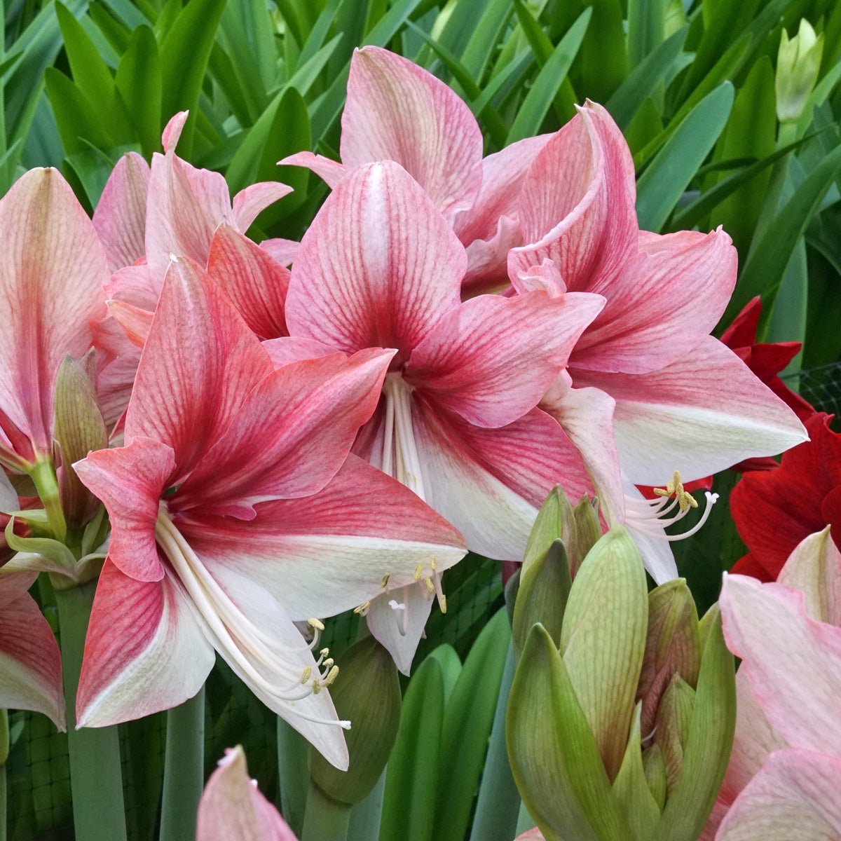 Amaryllis Pink Amazone - meerkleurige amaryllis - Fluwel